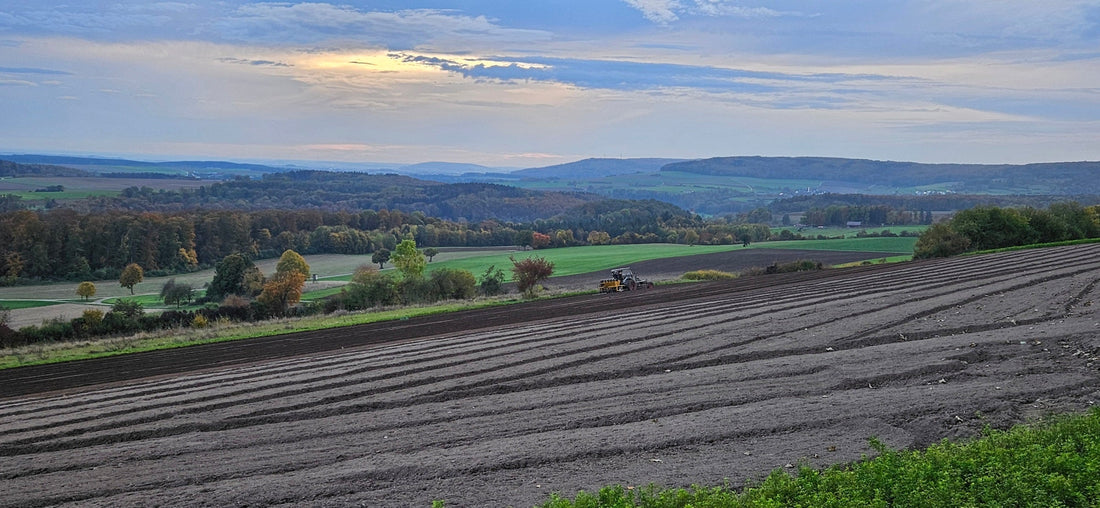 Pflanzzeit im Herbst 2024