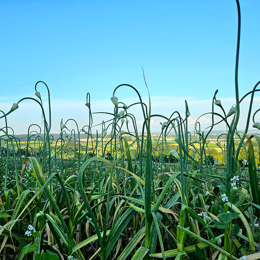 Eingelegte Knoblauch Blüten