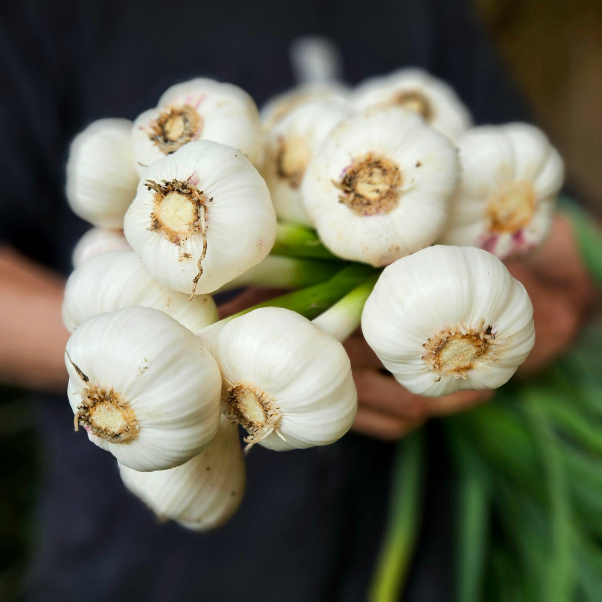 Frischer, junger Knoblauch
