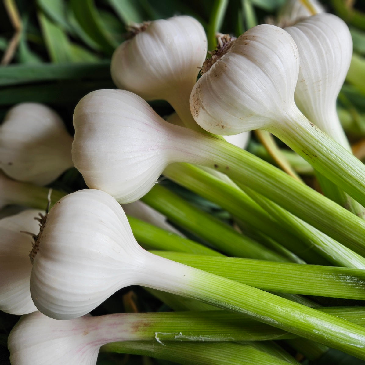Frischer, junger Knoblauch