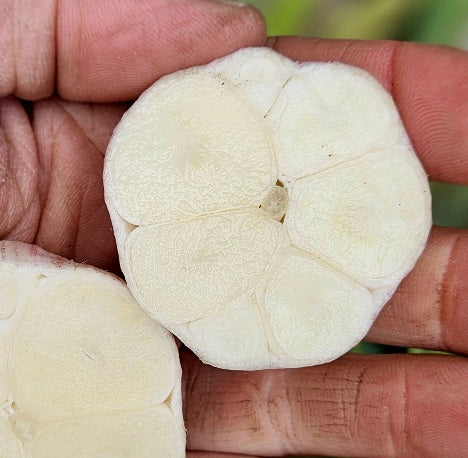 Fresh, young garlic