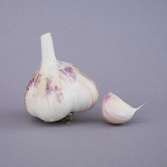 Polish Softneck