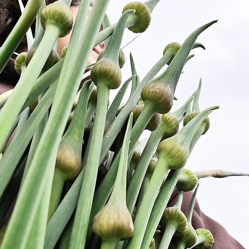 Elefantenknoblauch-Stängel im Bund