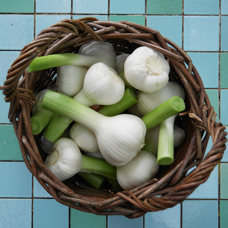 Frischer Knoblauch
