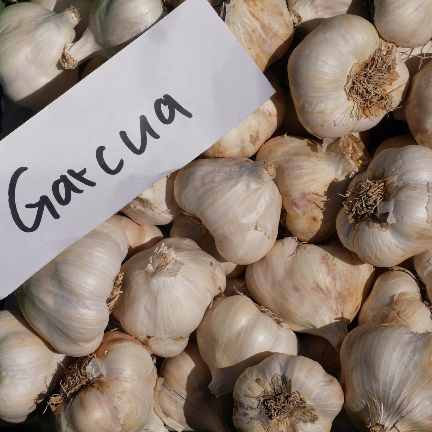 Garcua