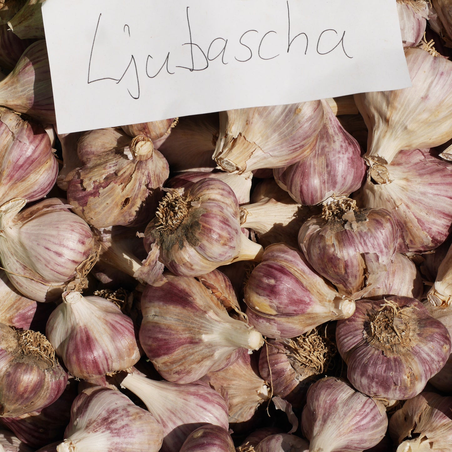 Ljubascha