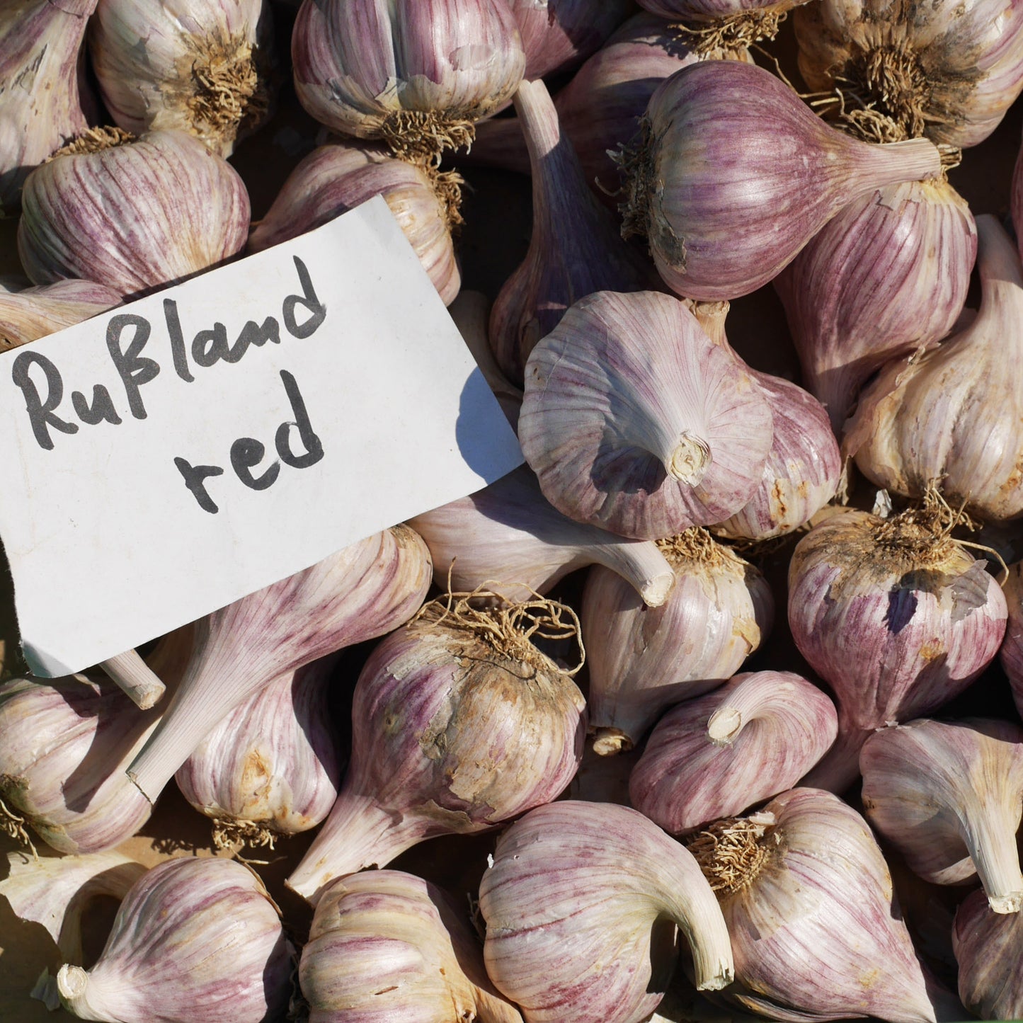 Russland Red