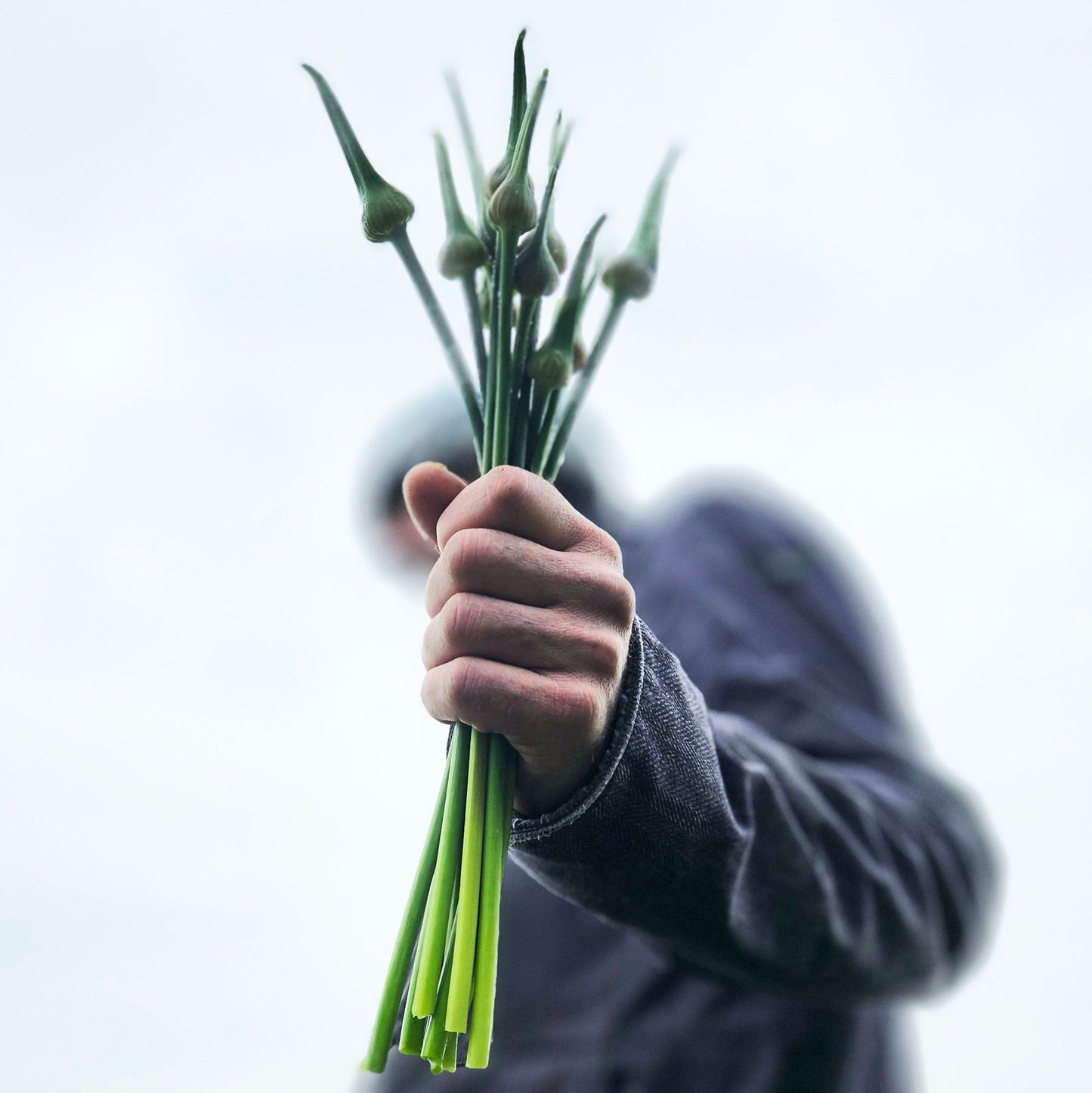 Elefantenknoblauch-Stängel im Bund