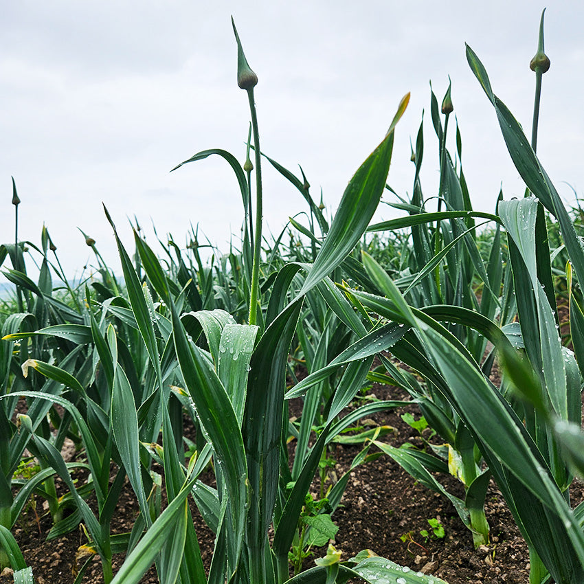 Elefantenknoblauch-Stängel im Bund