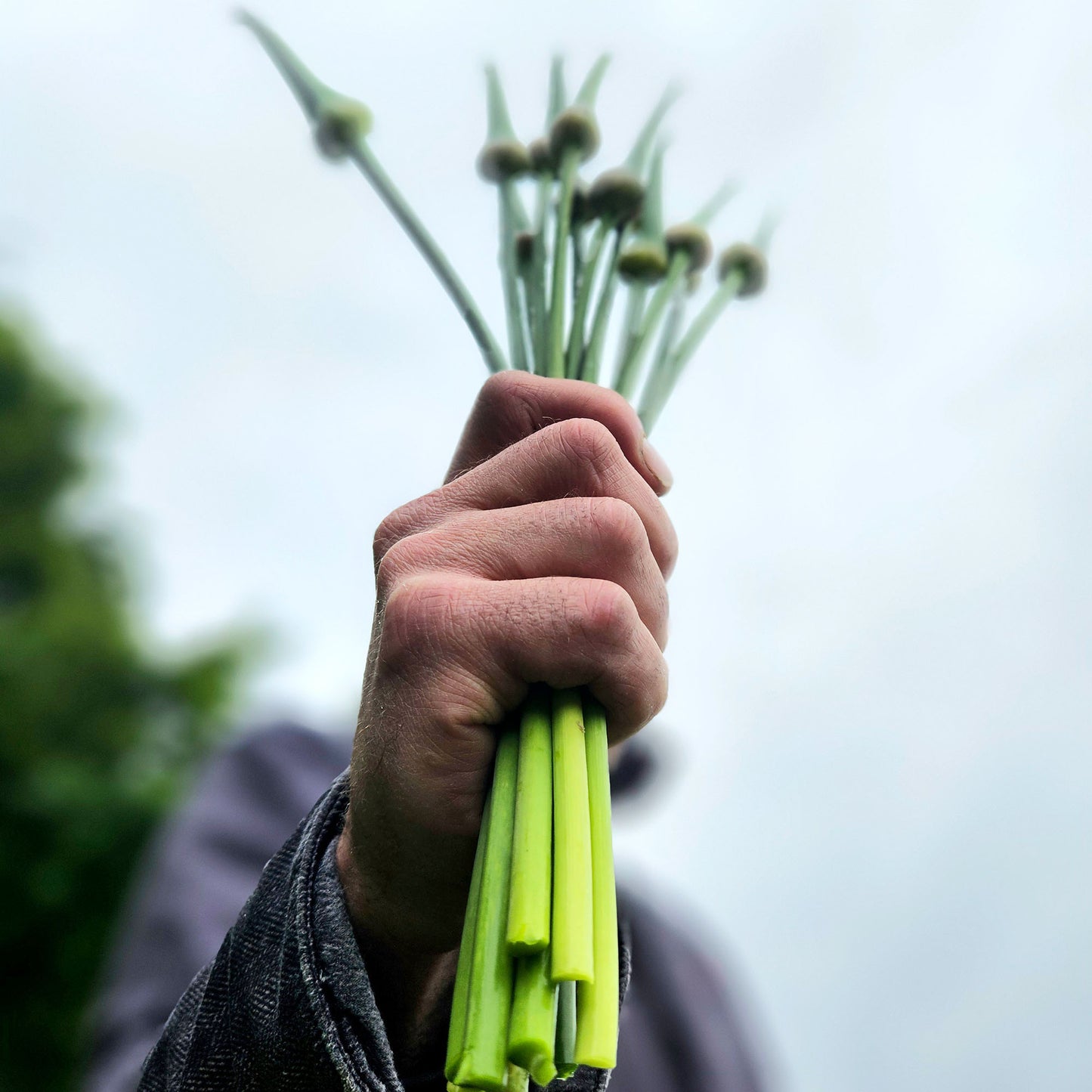 Elefantenknoblauch-Stängel im Bund