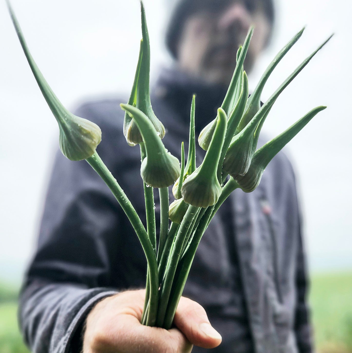 Elefantenknoblauch-Stängel im Bund