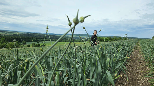 Elefantenknoblauch-Stängel