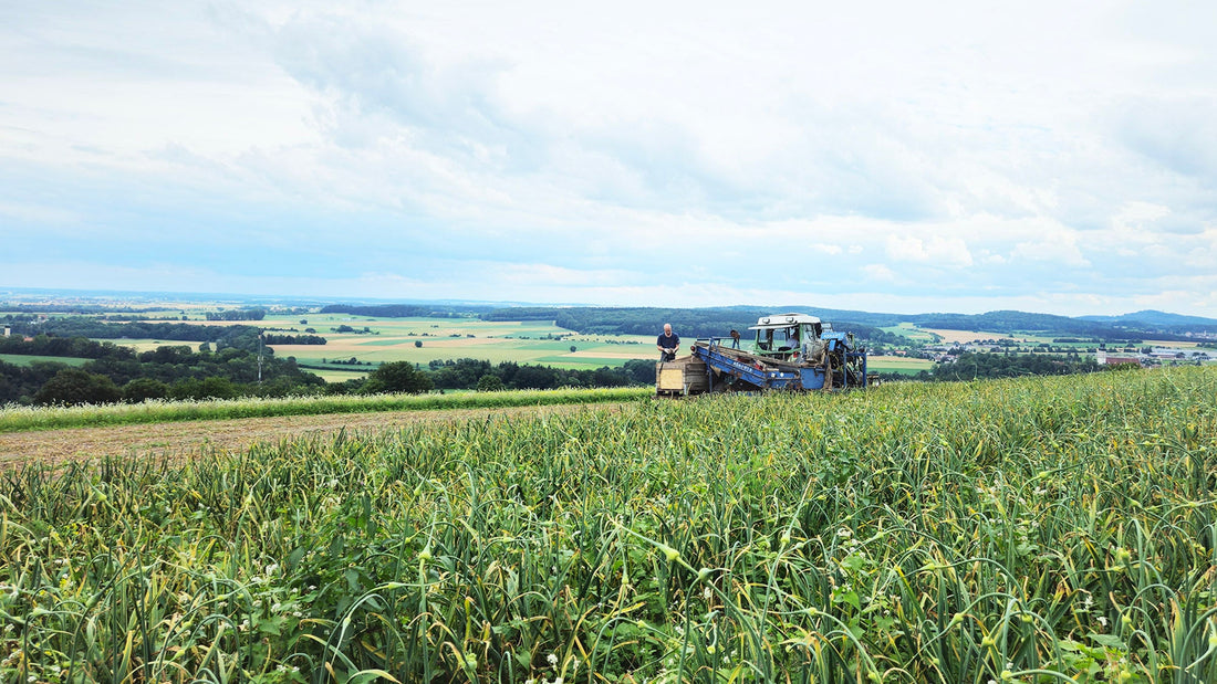Die Ernte und die Trocknung