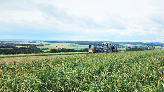Die Ernte und die Trocknung