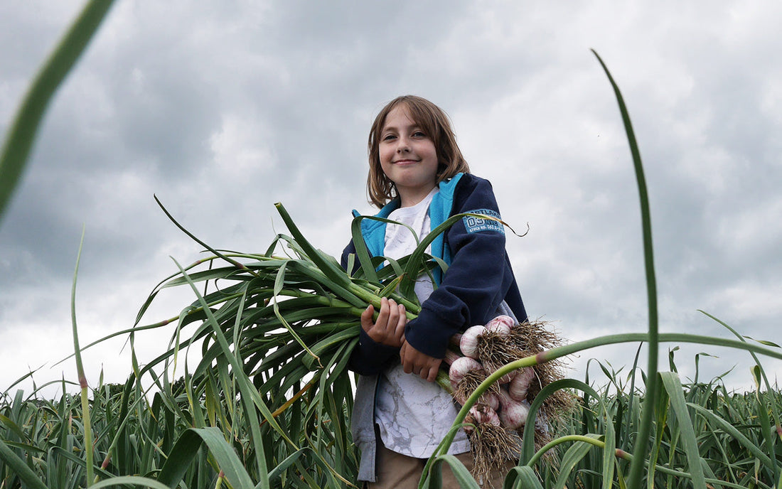 Neue Knoblauchsaison 2024