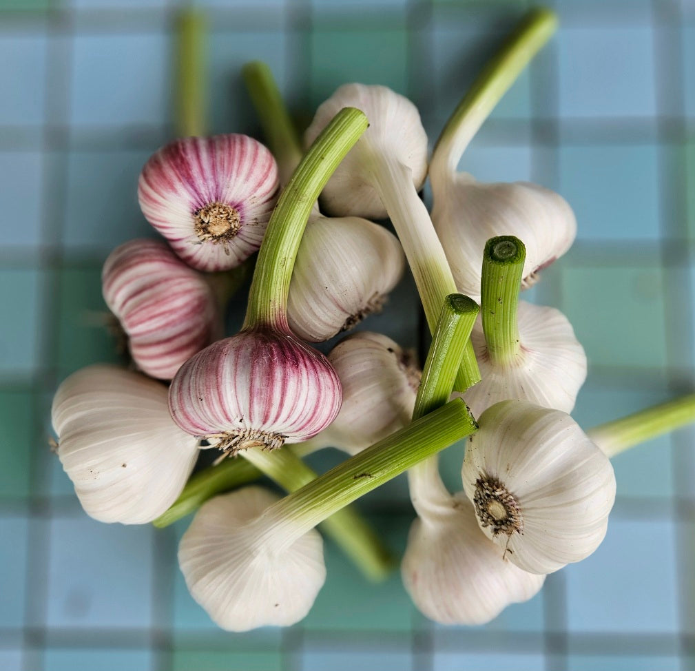 Fresh, young garlic