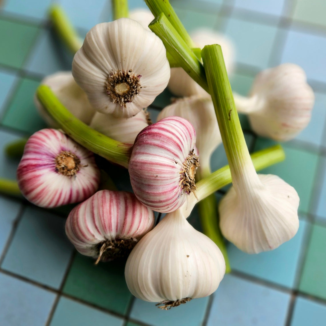 Fresh, young garlic
