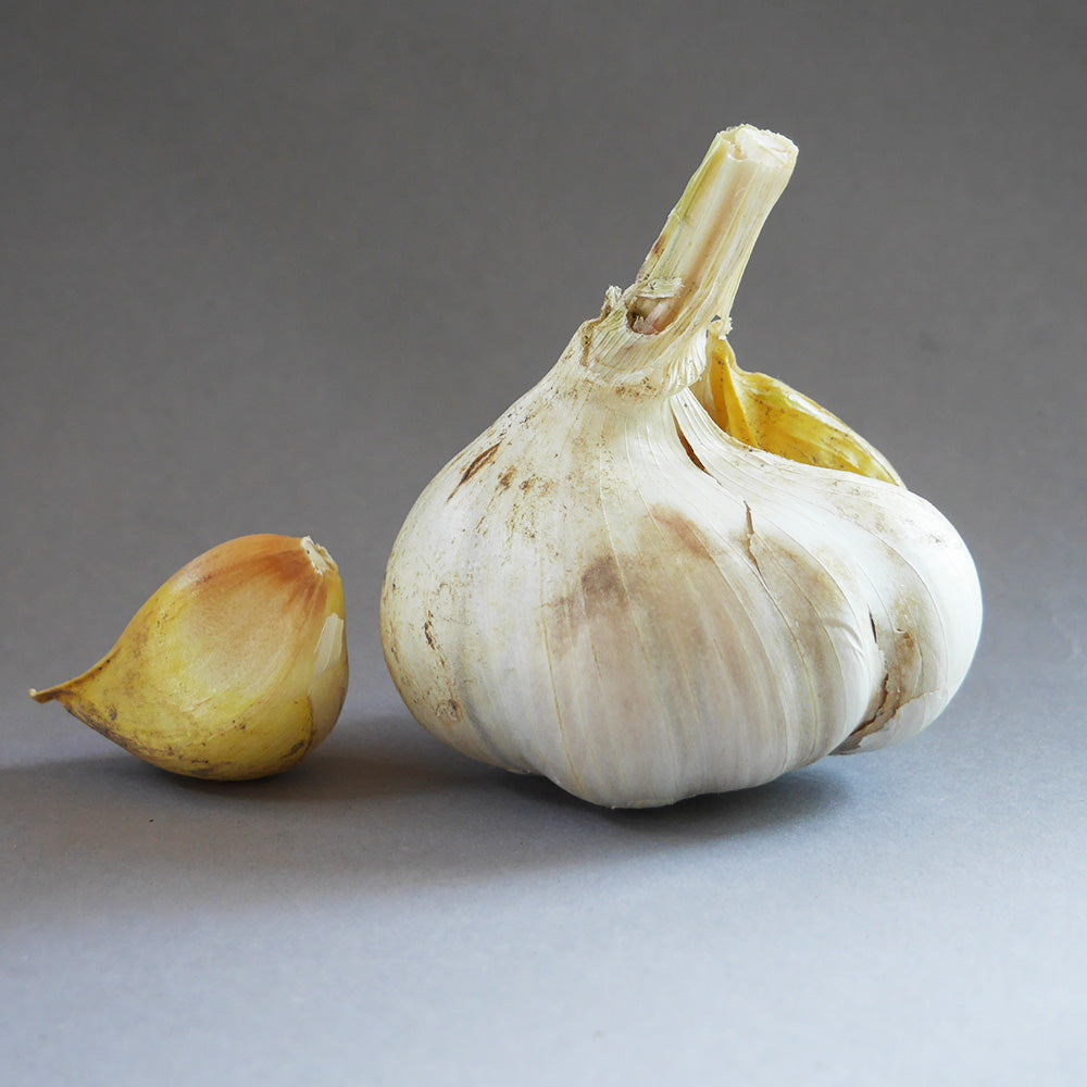 Elefantenknoblauch 250 g in der Tüte