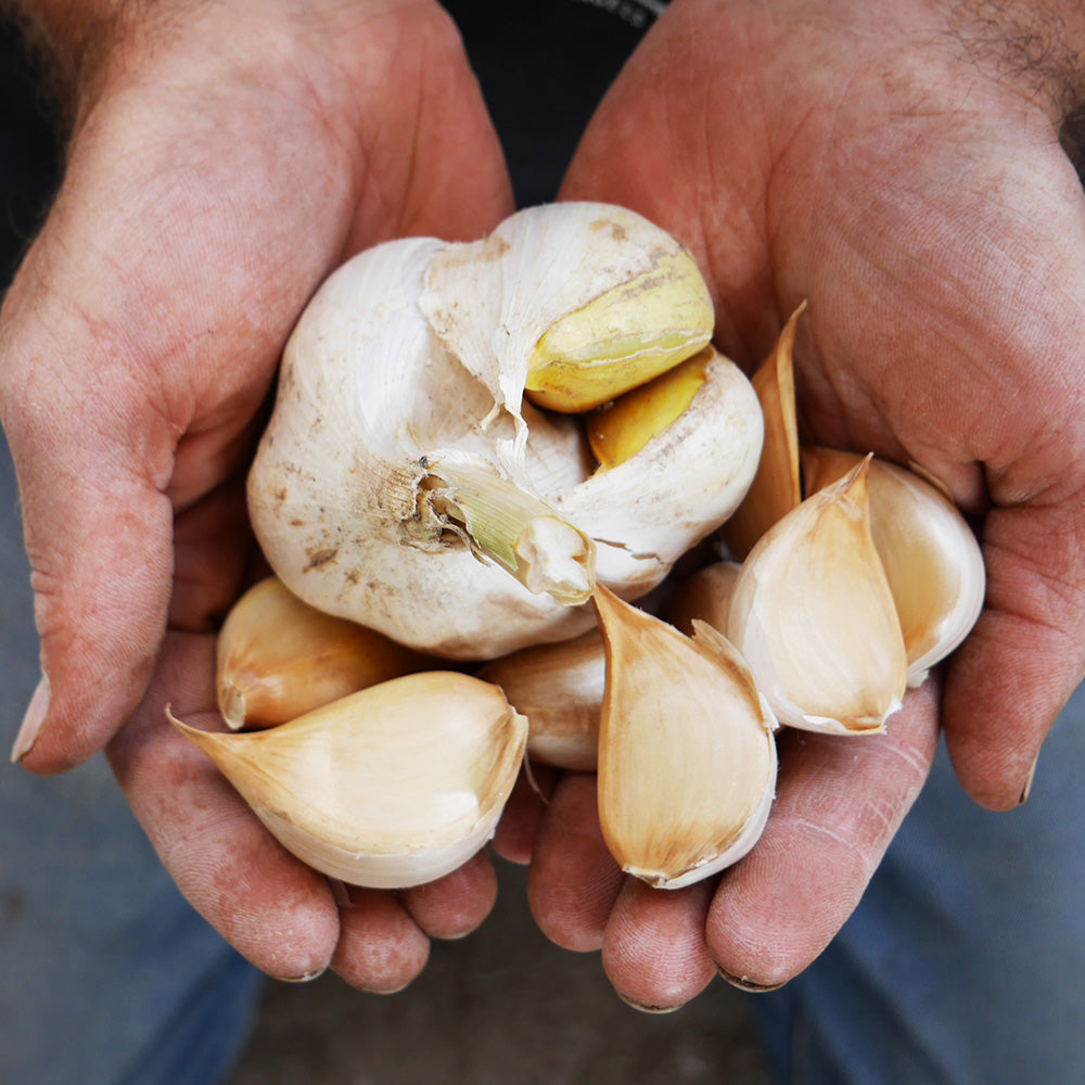 Elefantenknoblauch 250 g in der Tüte